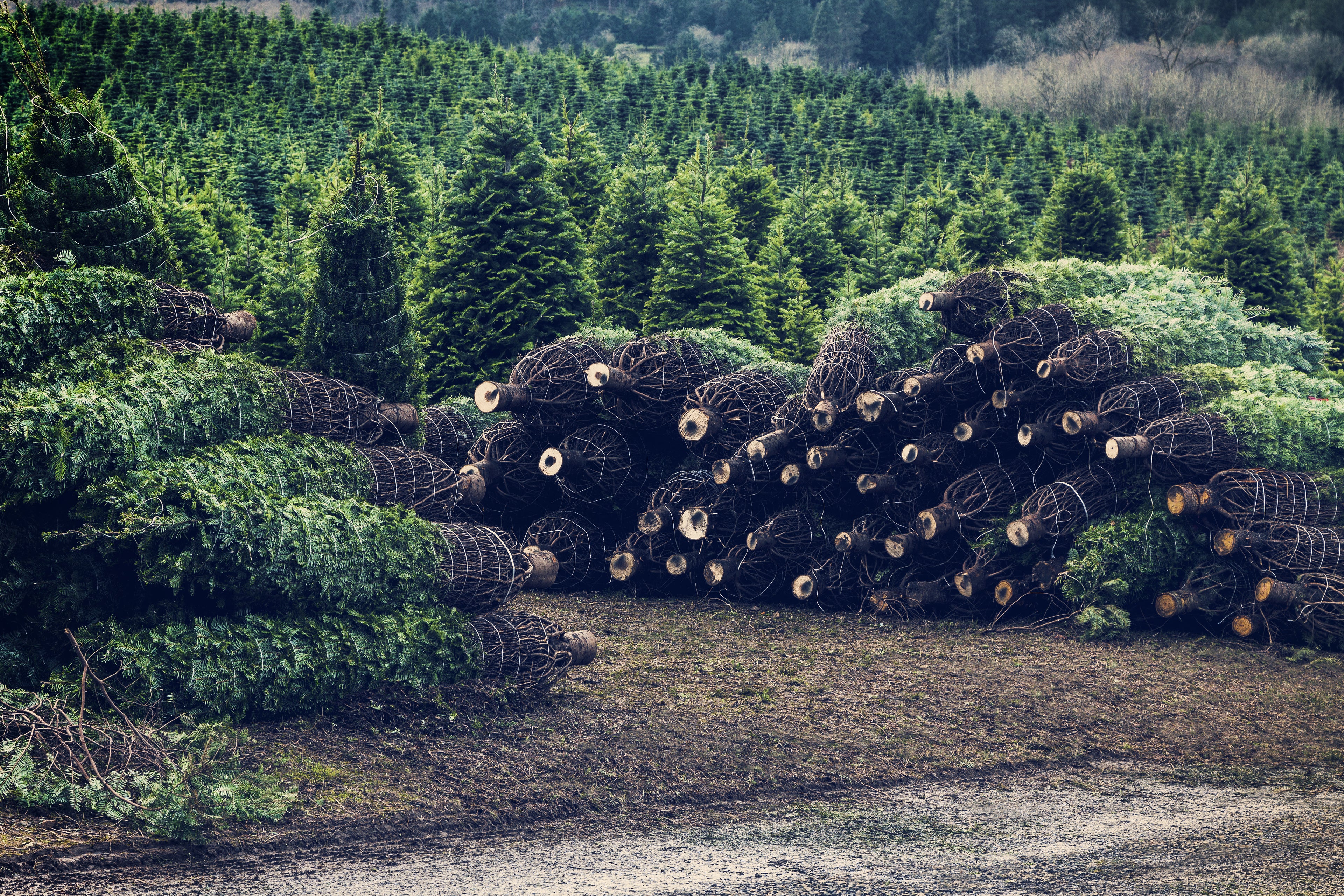 5FT Fresh Christmas Tree image 0